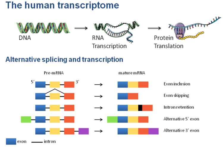 Figure 1. The human transcriptome.